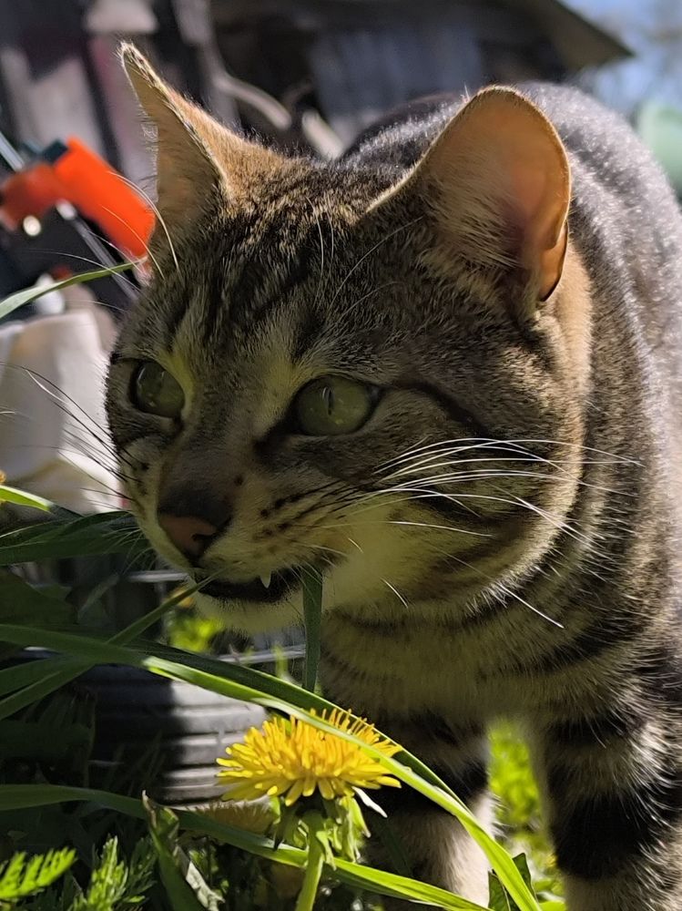 Фотография автора Лена Гром