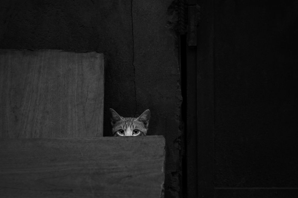 Фотография автора Arvin Ebadi