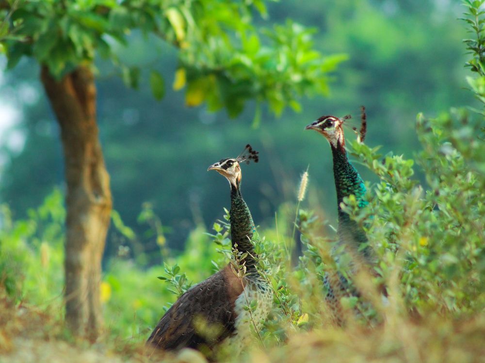 Photograph by Afnida m