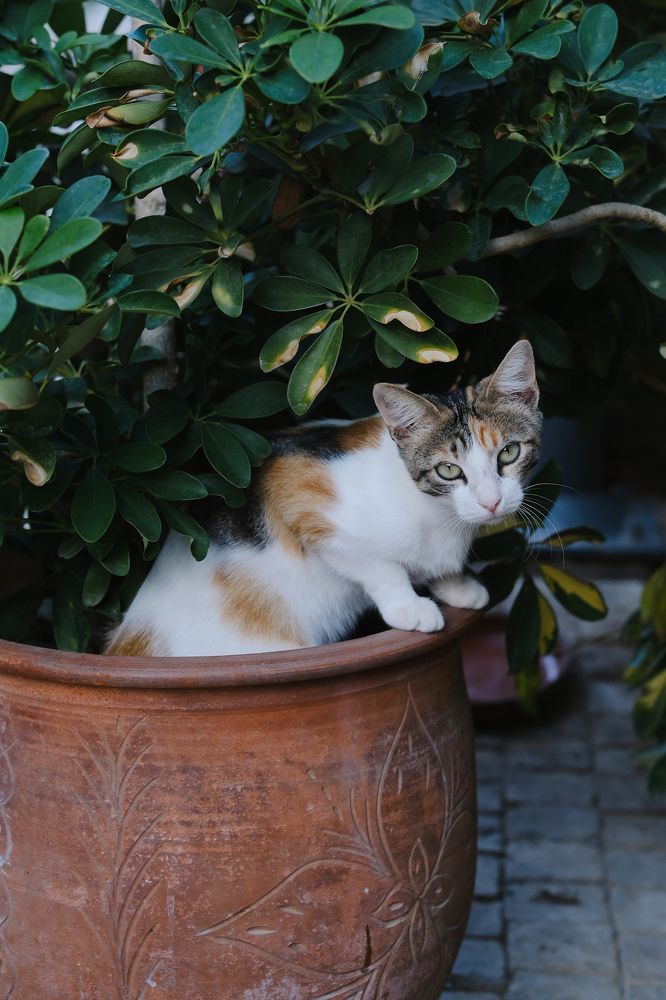 Photograph by Antonina Geckil