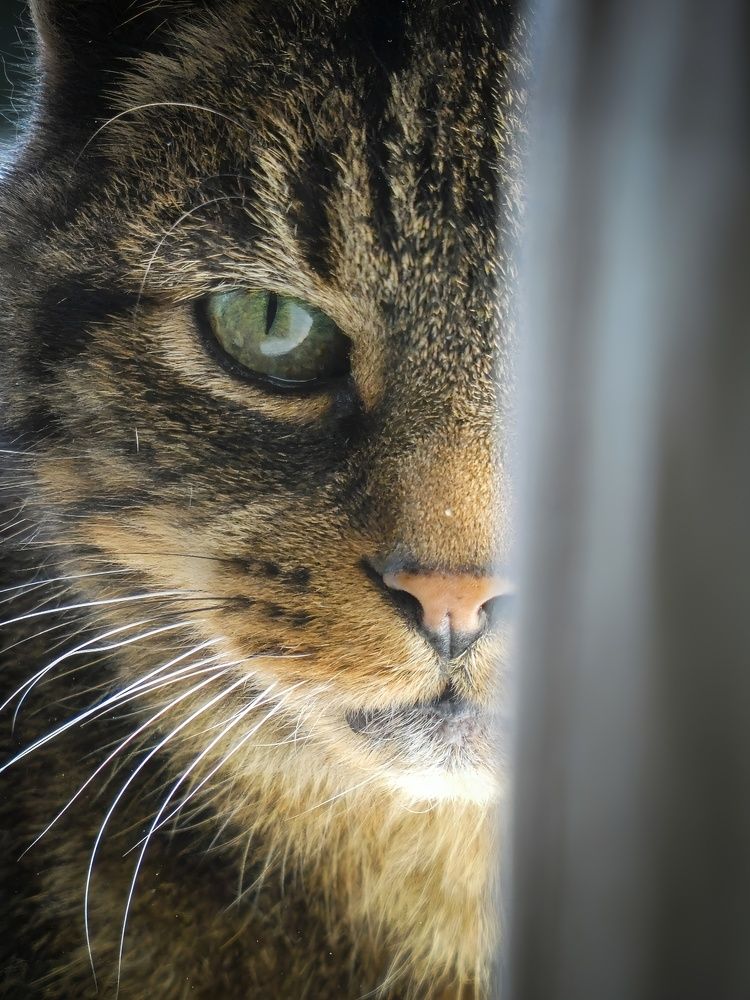 Фотография автора Michael Gault