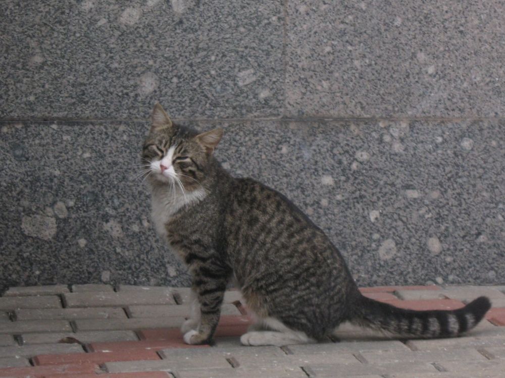 Фотография автора Алина