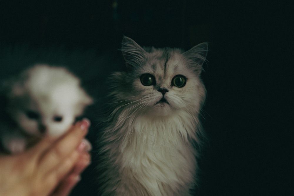 Photograph by Raimondas Zavackis