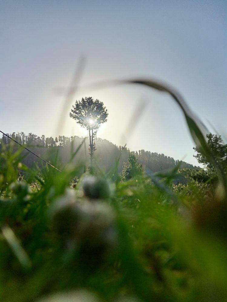 Sun behind the Tree
