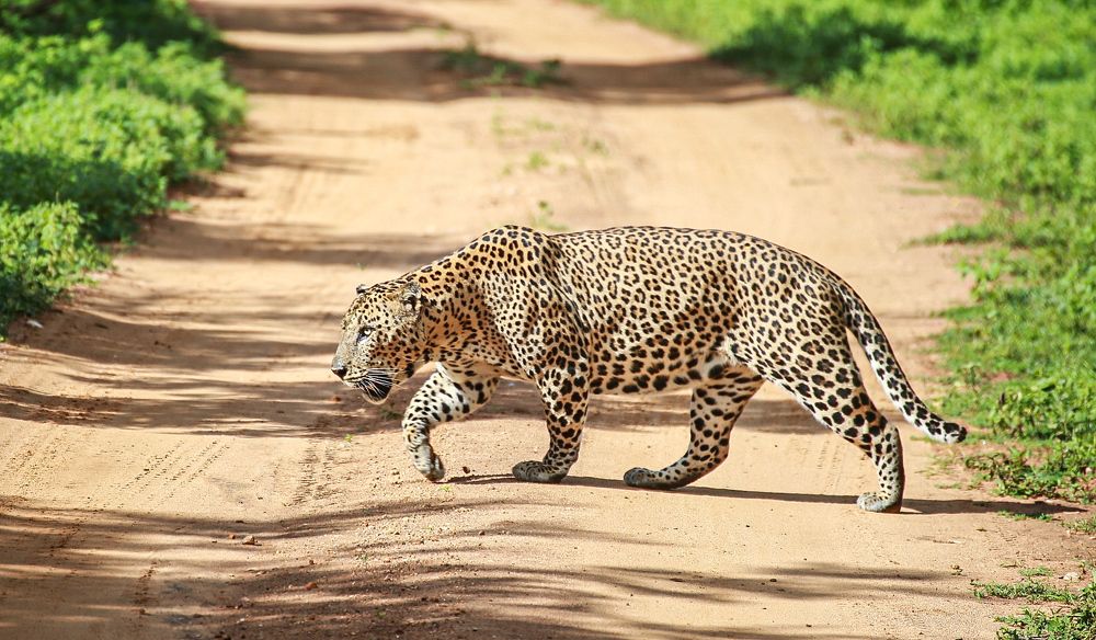 Фотография автора Randunu Jayasinghe