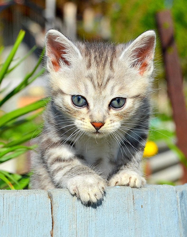 Фотография автора Елена