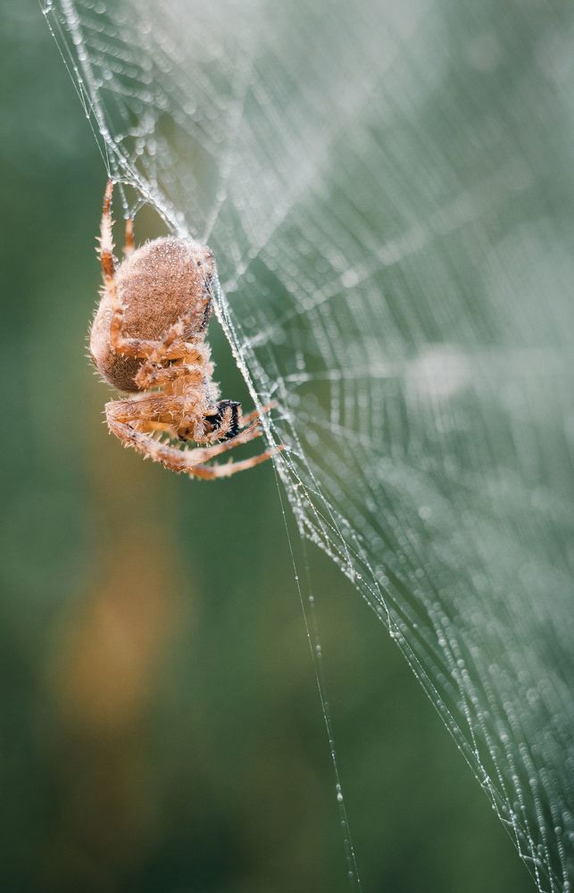 Photograph by Щербак Анатолий