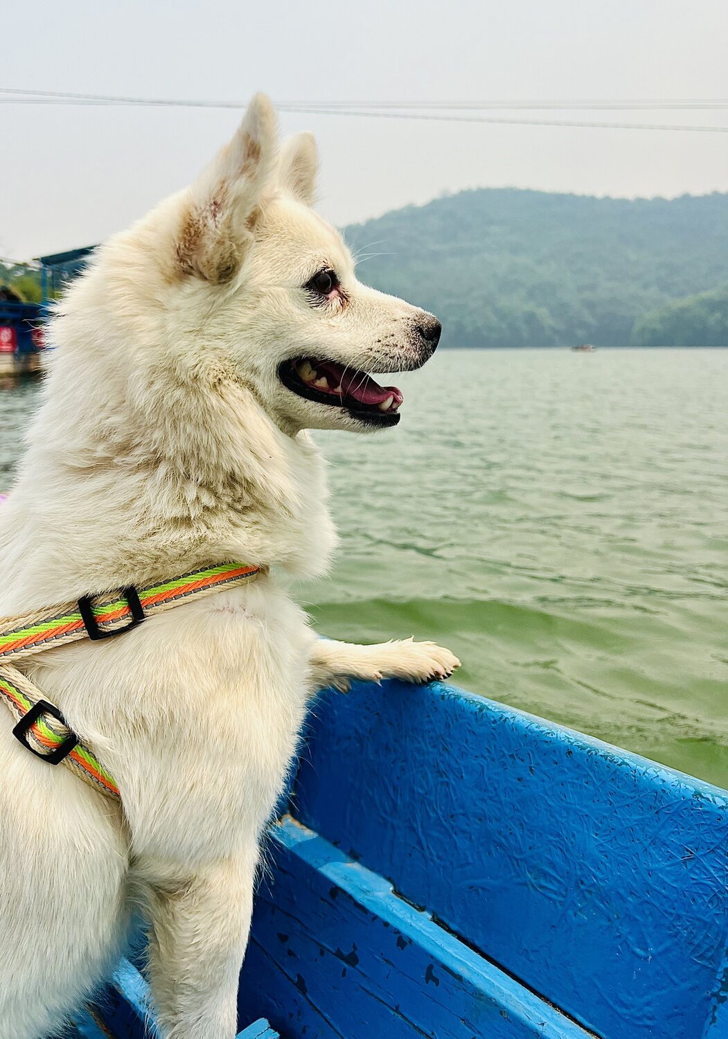 Photo #10677967