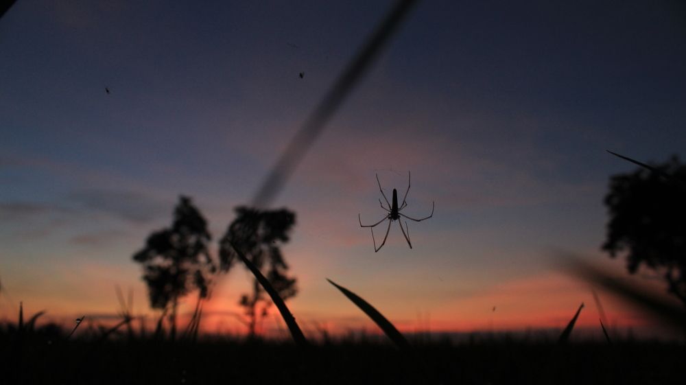 Photograph by Pheap Sophinh