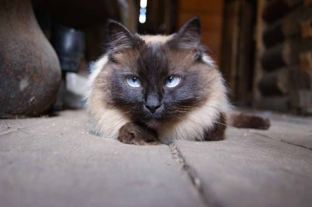 Photograph by Елена