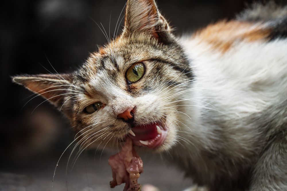 Фотография автора Arvin Ebadi