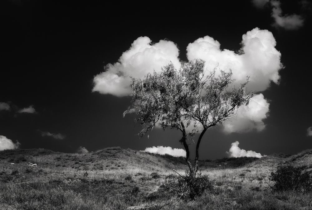 Photograph by Щербак Анатолий