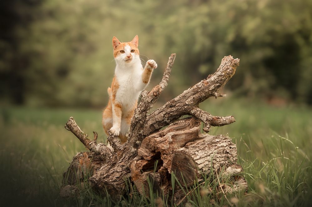 Photograph by Laura Quintanel