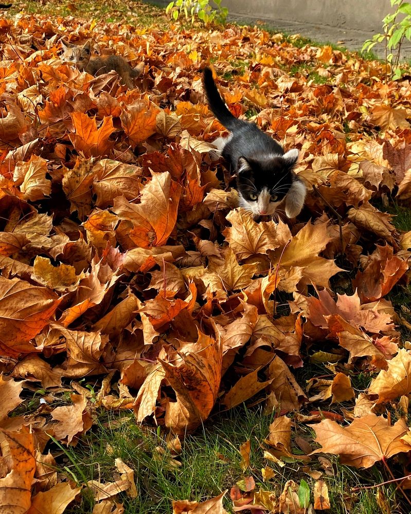 Фотография автора Кирилл Литовский