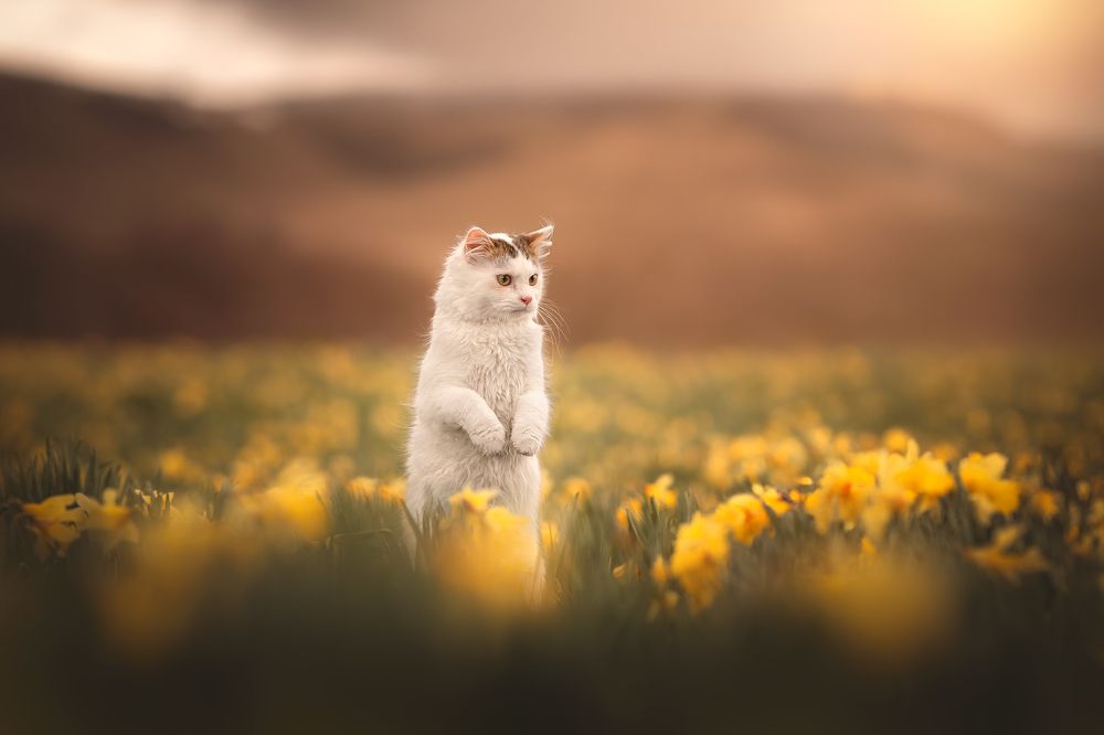 Photograph by Laura Quintanel