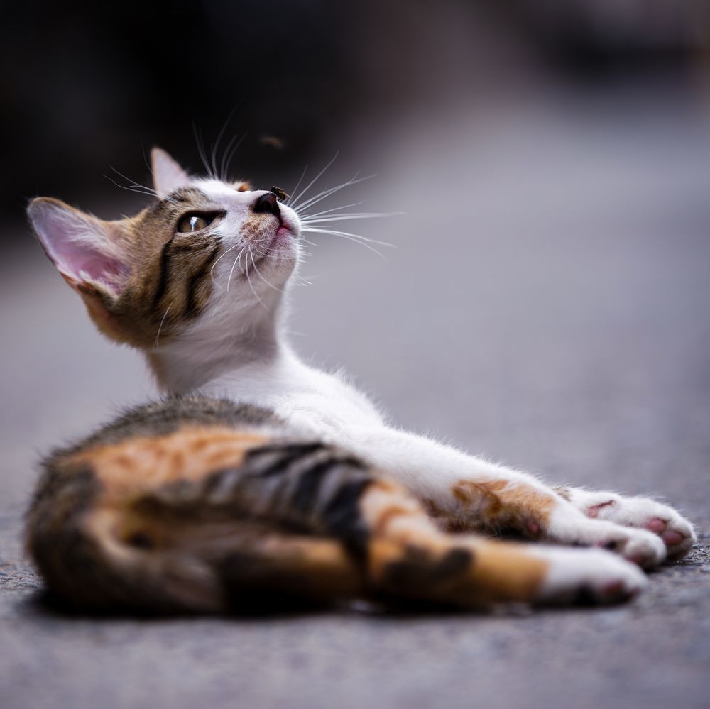 Photograph by HARSHIT MISHRA