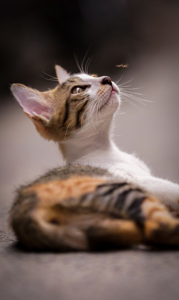 Photograph by HARSHIT MISHRA