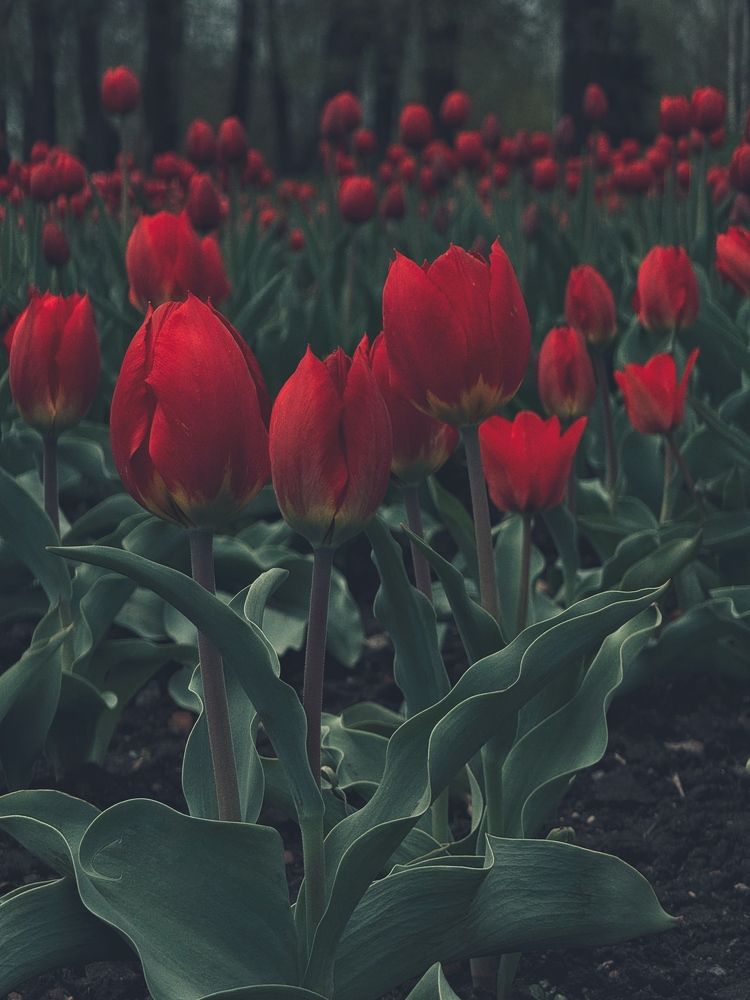 Фотография автора Елена Поживилко