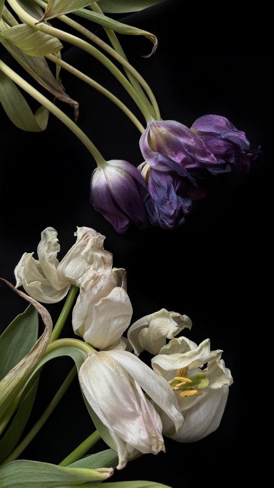 Фотография автора Елена Поживилко