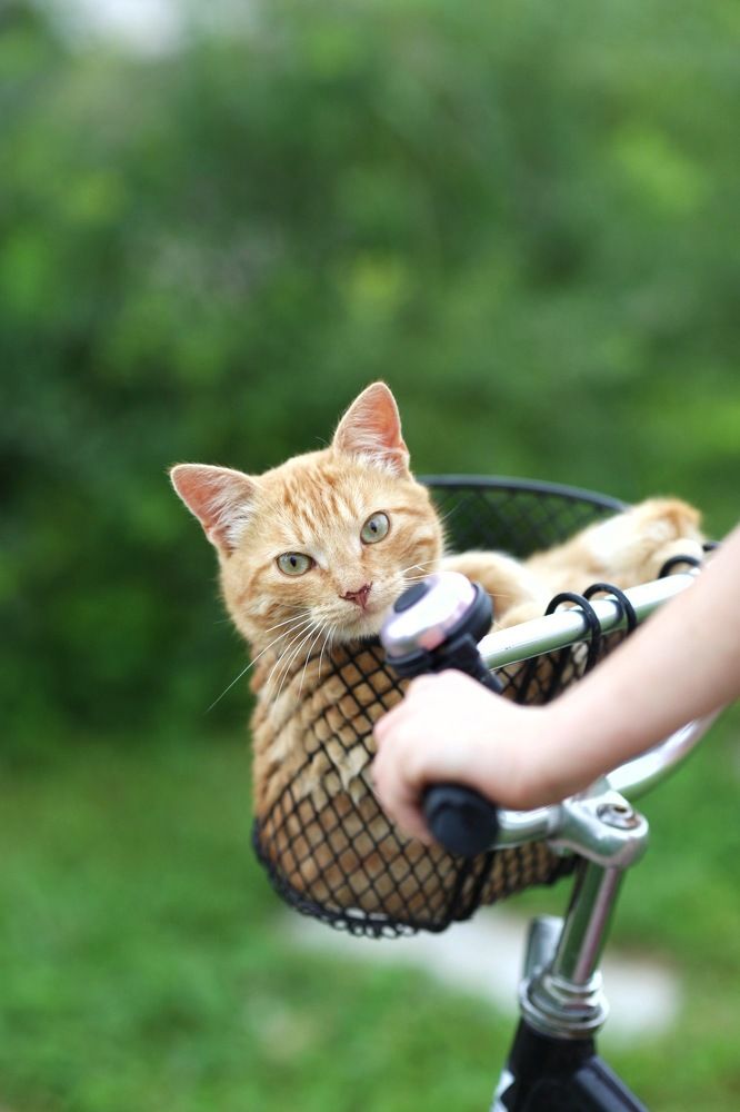 Photograph by Екатерина Прядко