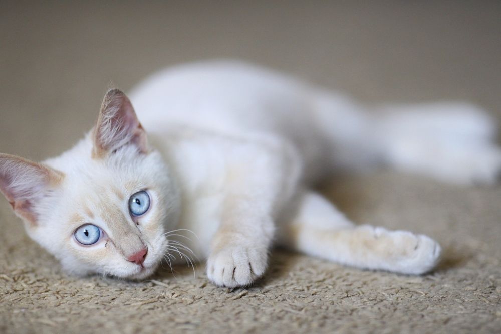 Photograph by Екатерина Прядко