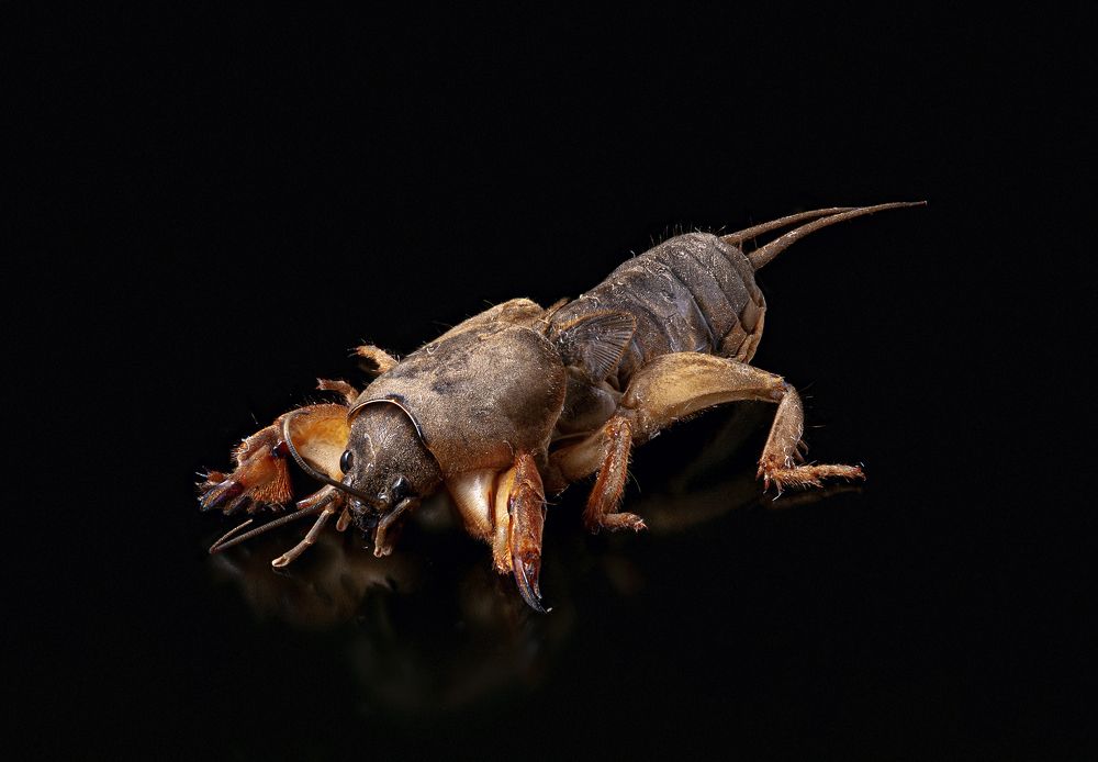 Gryllotalpa gryllotalpa