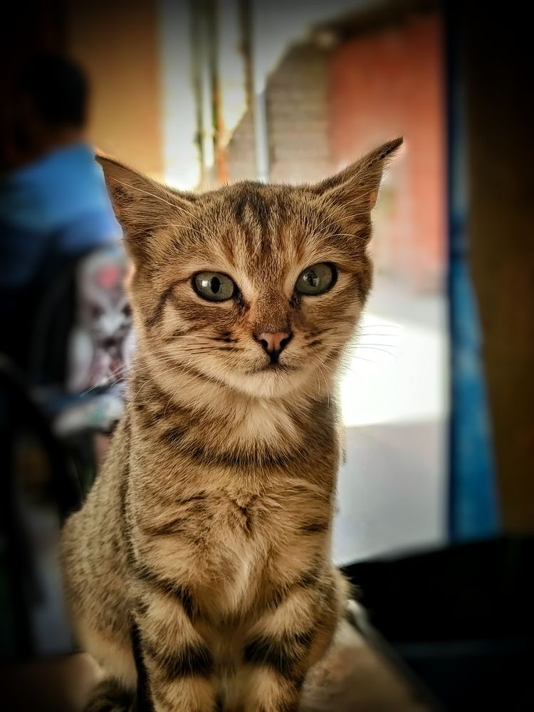 Фотография автора Sara Attia