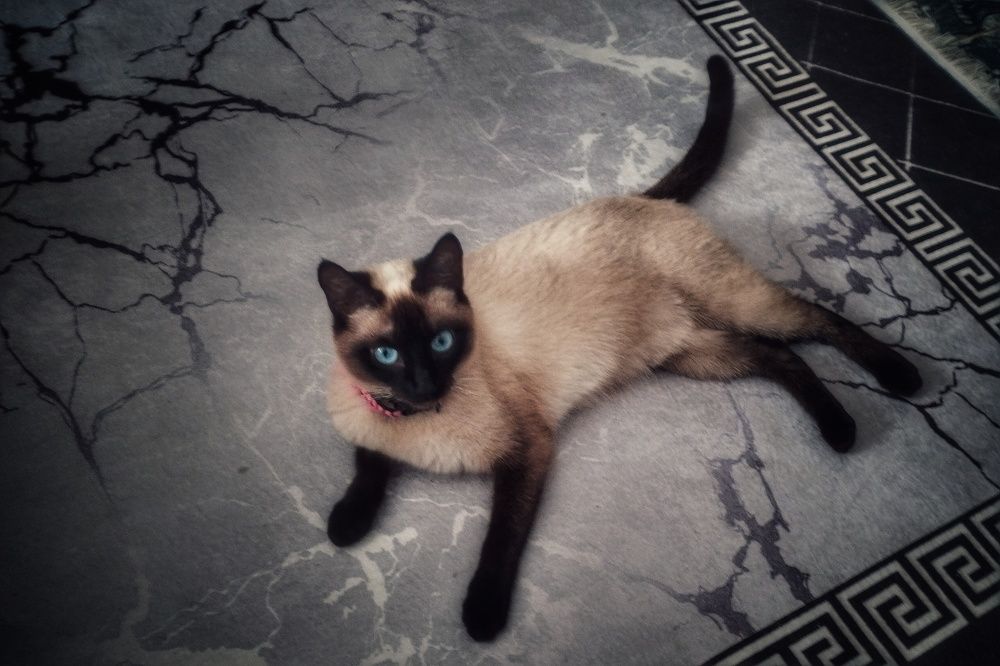 Photograph by Aya Khiari