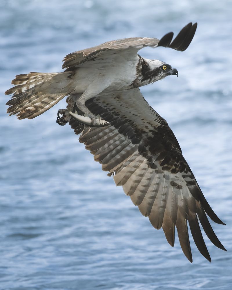 Фотография автора IORI KADOWAKI