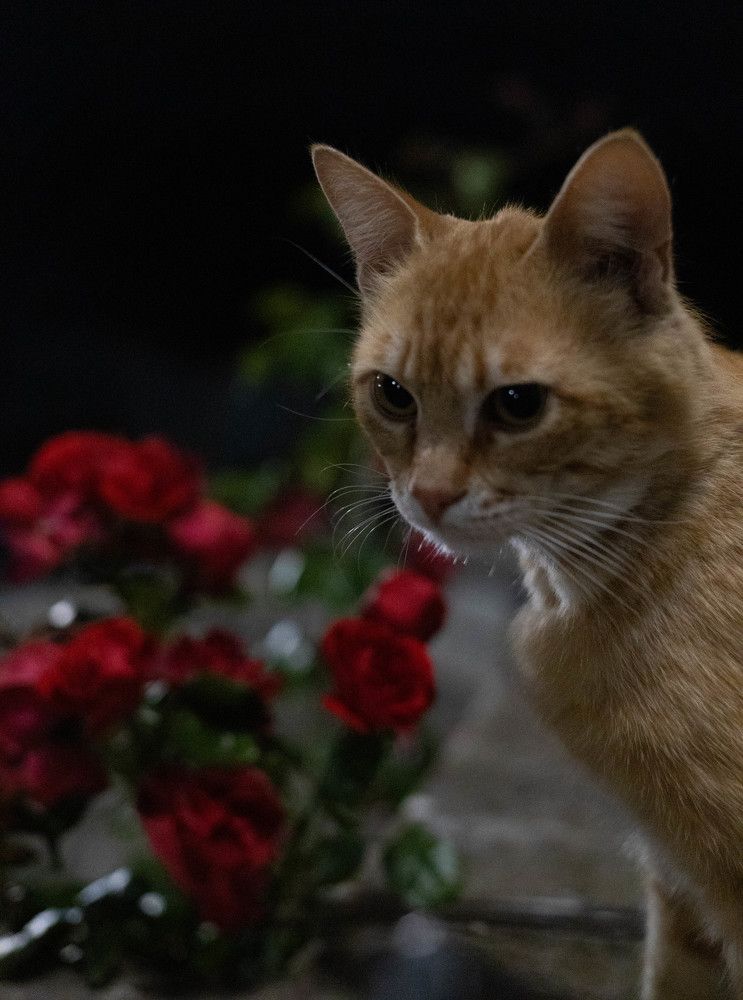 Фотография автора Yuliya Yuskova