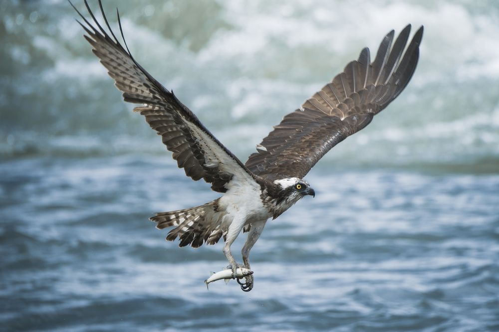 Фотография автора IORI KADOWAKI