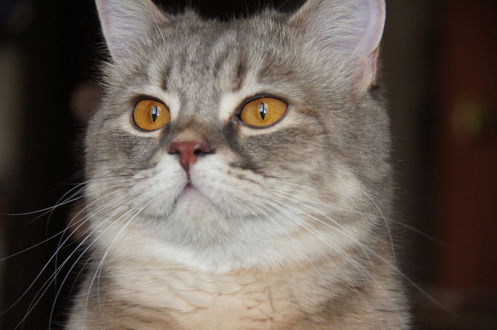 Photograph by Светлана Стрельцова