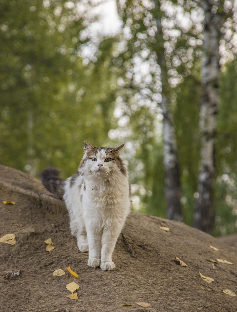 Фотография автора Andrey Pristyazhnyuk