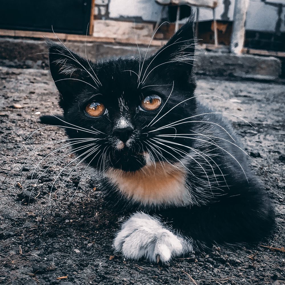 Photograph by Андрей Амбеталь