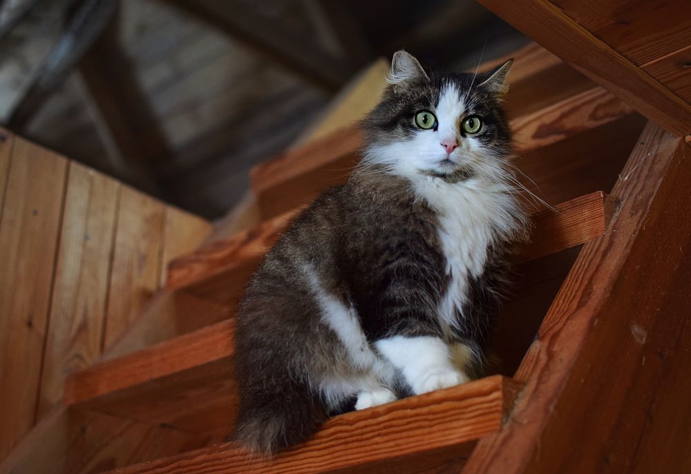 Фотография автора Оксана Льдинина