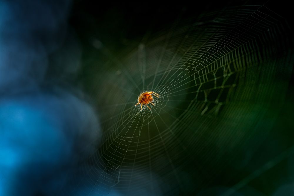 Photograph by Samir Kurtagić