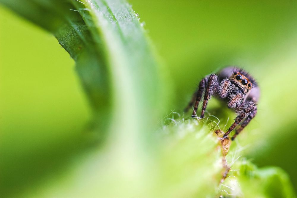Photograph by Samir Kurtagić