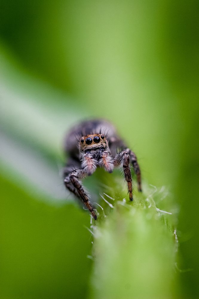Photograph by Samir Kurtagić