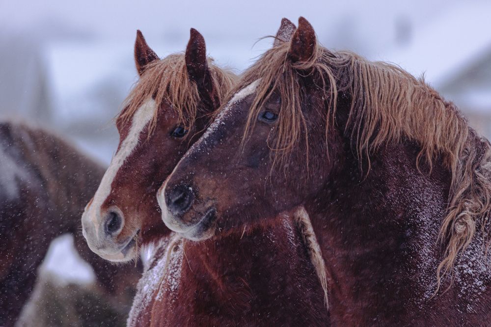 Photograph by Алексей Широбоков