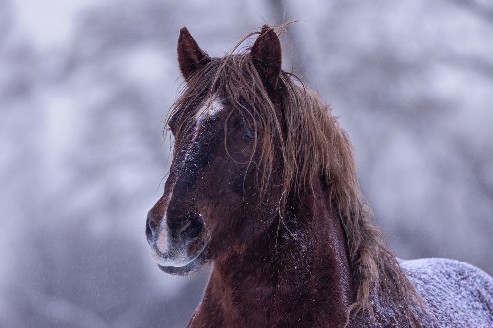 Photograph by Алексей Широбоков