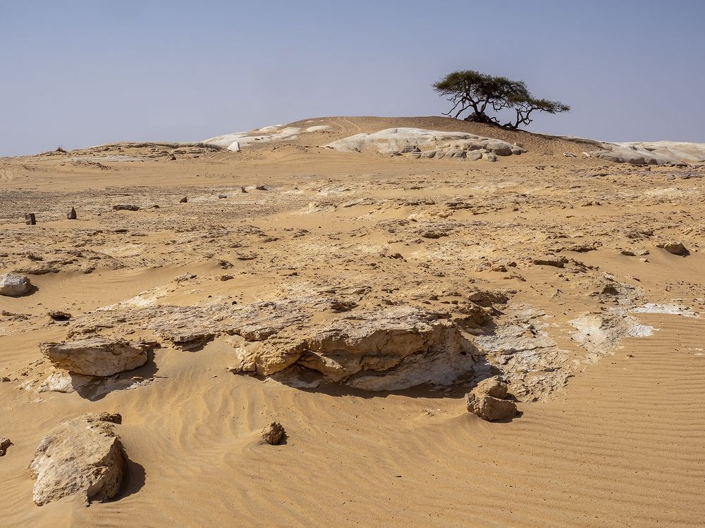 Одинокое дерево в пустыне