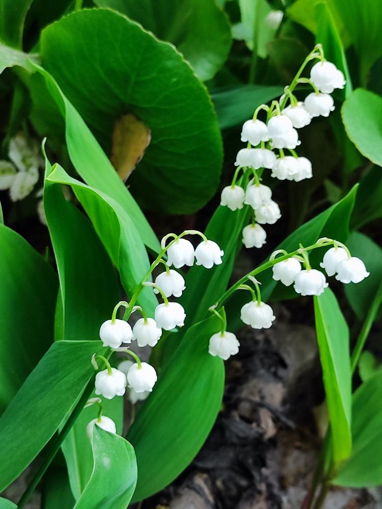 Photograph by Елена Белькова