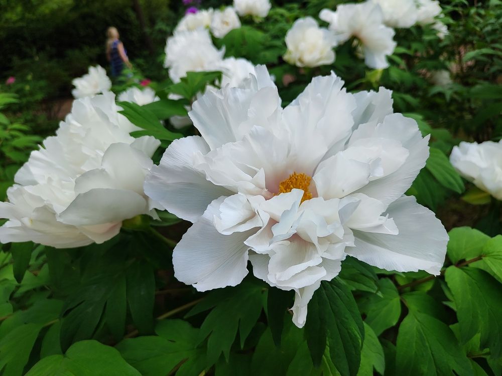 Photograph by Елена Белькова