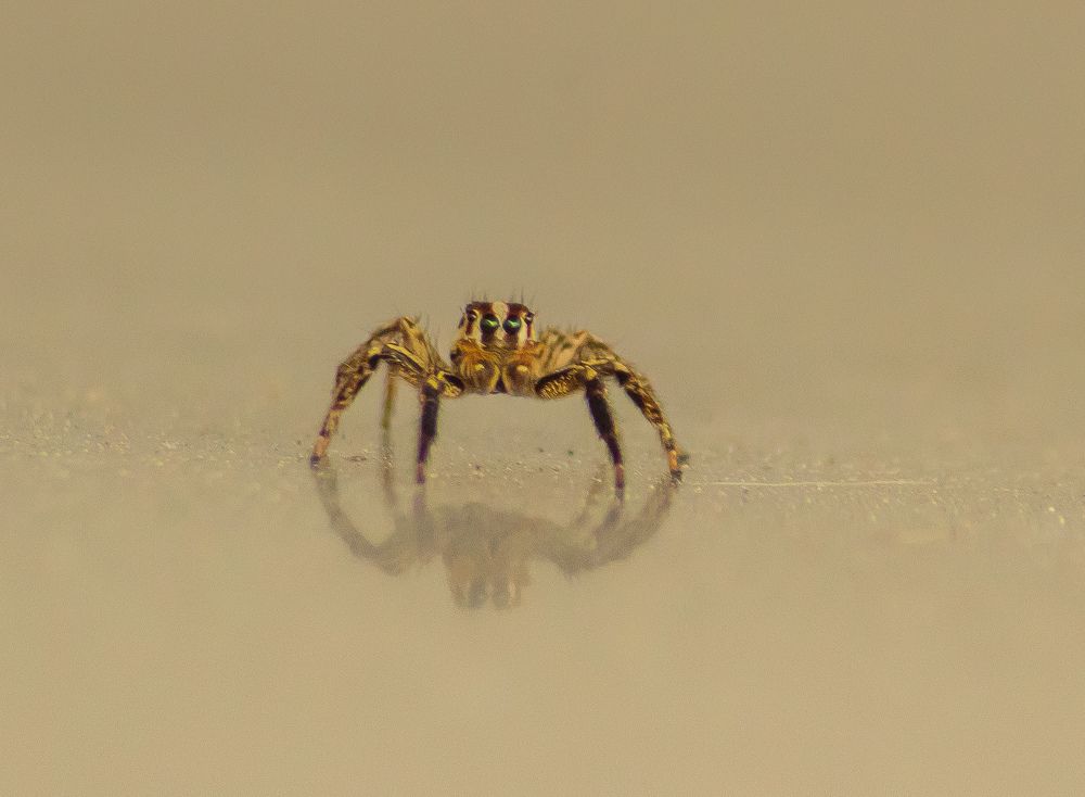 Фотография автора Ismail SAIDI