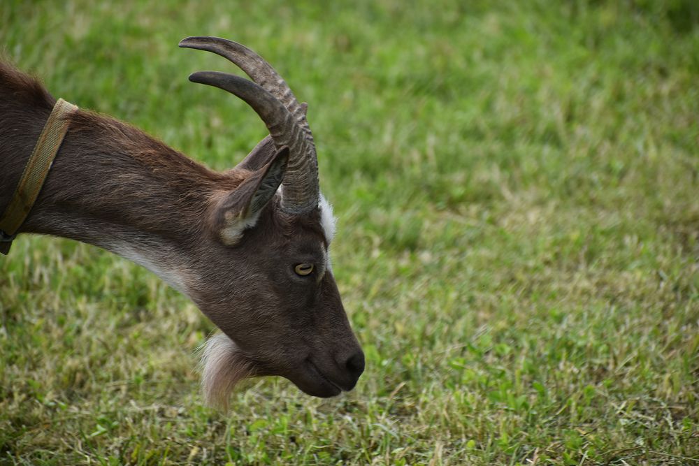 Красавец! Хоть и козёл!