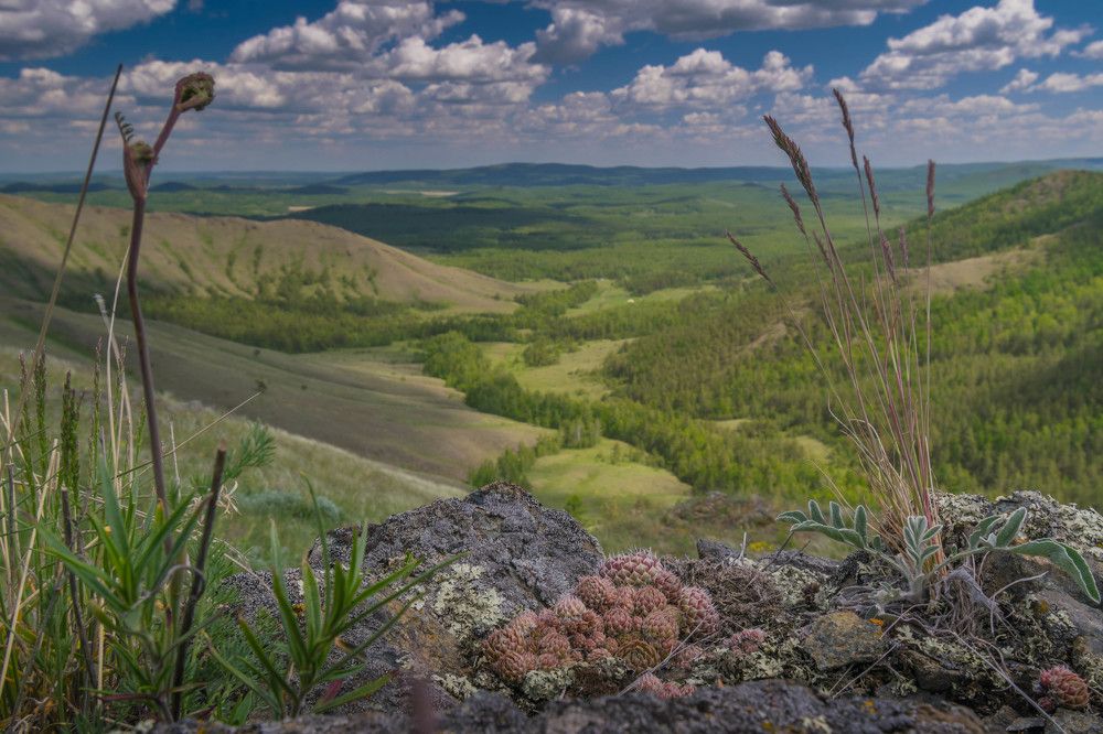 Гнездо суккулентов. :о)