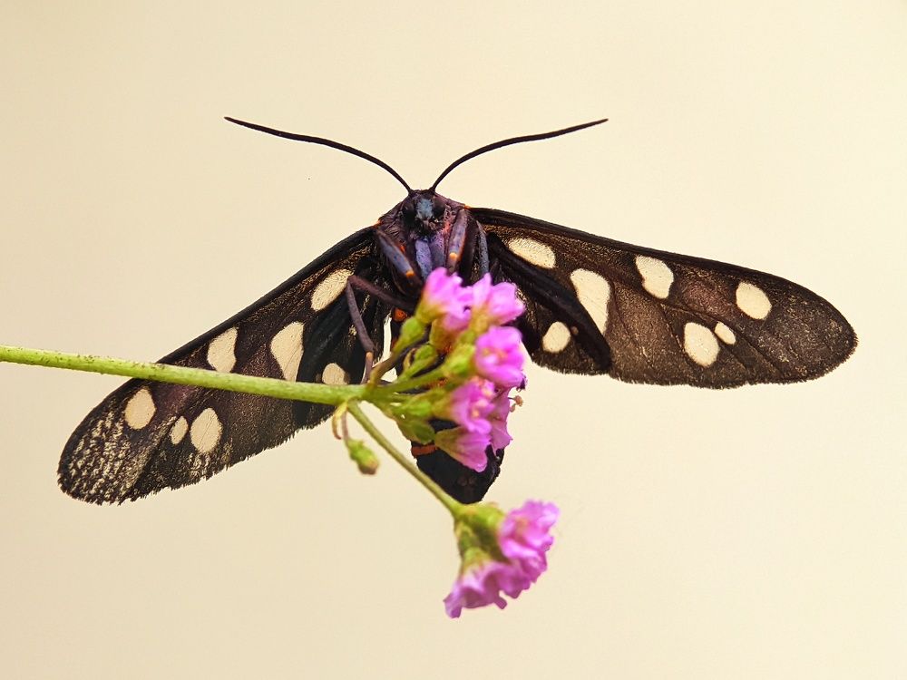 Фотография автора Ramprasad Das