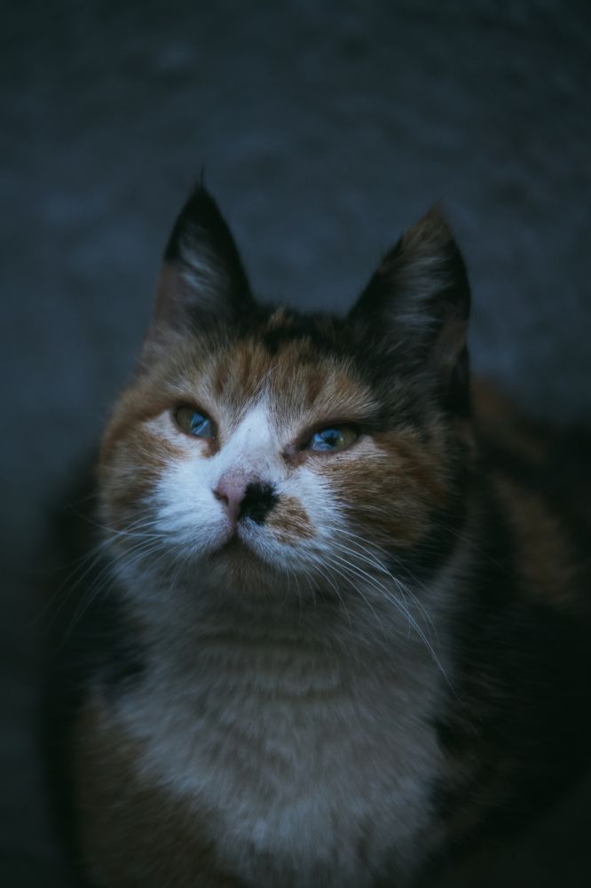 Photograph by NIKA OBIDA