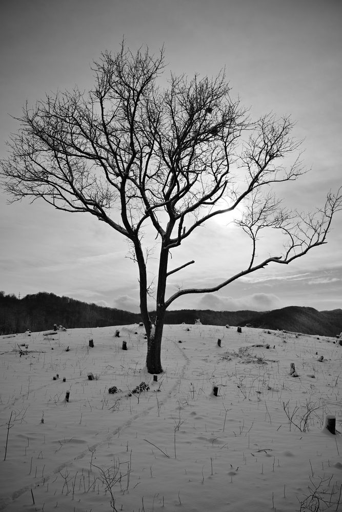 Фотография автора Дмитрий Referee