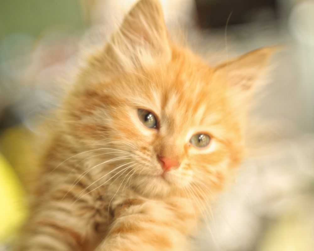 Photograph by Екатерина Колот